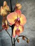 Phal. Dawn 2.5''