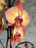 Phal. Dawn 2.5''