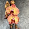 Phal. Dawn 2.5''