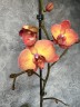 Phal. Dawn 2.5''