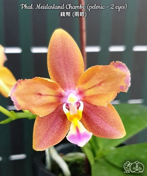 Phal. Meidarland Chambe (peloric - 2 eyes) 2.5'' УЦЕНКА (мех. повр. лист.)