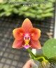 Phal. Meidarland Chambe (peloric - 2 eyes) 2.5'' УЦЕНКА (мех. повр. лист.)