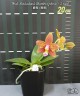 Phal. Meidarland Chambe (peloric - 2 eyes) 2.5'' УЦЕНКА (мех. повр. лист.)