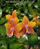 Phal. Meidarland Chambe (peloric - 2 eyes) 2.5'' УЦЕНКА (мех. повр. лист.)