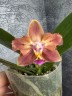 Phal. Meidarland Chambe (peloric - 2 eyes) 2.5'' УЦЕНКА (мех. повр. лист.)
