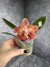 Phal. Meidarland Chambe (peloric - 2 eyes) 2.5'' УЦЕНКА (мех. повр. лист.)