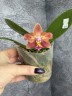 Phal. Meidarland Chambe (peloric - 2 eyes) 2.5'' УЦЕНКА (мех. повр. лист.)