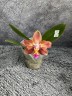 Phal. Meidarland Chambe (peloric - 2 eyes) 2.5'' УЦЕНКА (мех. повр. лист.)