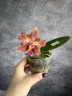 Phal. Meidarland Chambe (peloric - 2 eyes) 2.5'' УЦЕНКА (мех. повр. лист.)