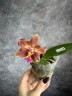 Phal. Meidarland Chambe (peloric - 2 eyes) 2.5'' УЦЕНКА (мех. повр. лист.)