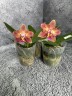 Phal. Meidarland Chambe (peloric - 2 eyes) 2.5'' УЦЕНКА (мех. повр. лист.)