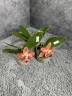Phal. Meidarland Chambe (peloric - 2 eyes) 2.5'' УЦЕНКА (мех. повр. лист.)