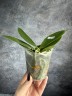 Phal. Meidarland Chambe (peloric - 2 eyes) 2.5'' УЦЕНКА (мех. повр. лист.)