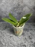 Phal. Meidarland Chambe (peloric - 2 eyes) 2.5'' УЦЕНКА (мех. повр. лист.)
