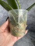 Phal. Meidarland Chambe (peloric - 2 eyes) 2.5'' УЦЕНКА (мех. повр. лист.)