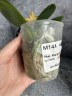 Phal. Meidarland Chambe (peloric - 2 eyes) 2.5'' УЦЕНКА (мех. повр. лист.)
