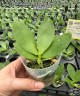 Phal. Meidarland Chambe (peloric - 2 eyes) 2.5'' УЦЕНКА (мех. повр. лист.)