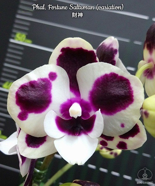 Phal. Miki Clownfish 2.5"