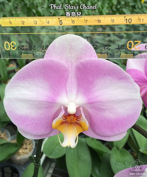 Phal. Star's Chanel 2.5''