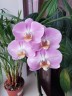 Phal. Star's Chanel 2.5''