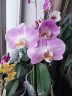 Phal. Star's Chanel 2.5''