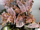 Парфюмерная фабрика Aromio Carola - мини орхидея (2 цветоноса; Ø 7 см)