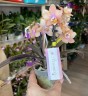 Парфюмерная фабрика Aromio Carola - мини орхидея (2 цветоноса; Ø 7 см)