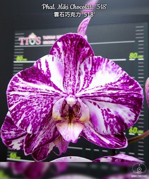 Phal. Miki Chocolate '518' 2.5''