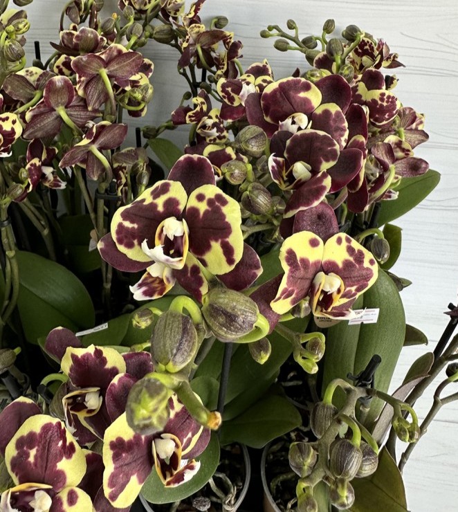 Lady Bird / Ethiopia - Мультифлора (Серия Little Kolibri) (2 цветоноса; Ø 9 см)