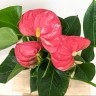 Anthurium andreanum Arisa Pink Xl (Ø 9 см)