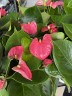 Anthurium andreanum Arisa Pink Xl (Ø 9 см)