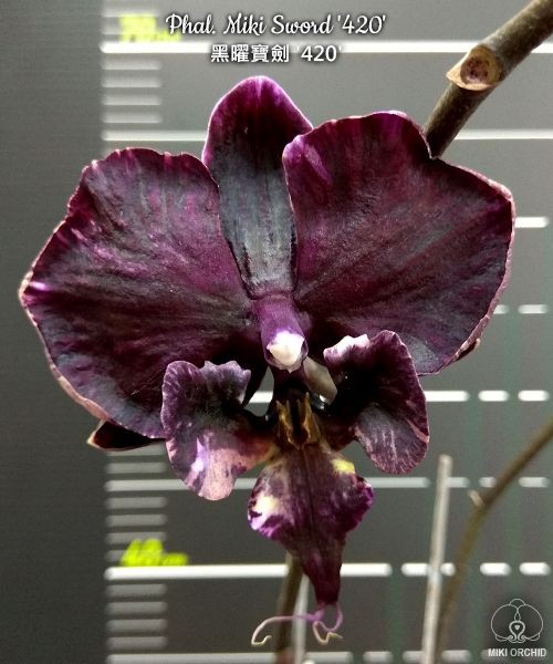 Phal. Miki Sword '420' 2.5"