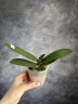 Phal. Miki Sword '420' 2.5"