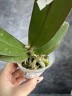 Phal. Miki Sword '420' 2.5"