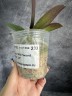 Phal. Miki Sword '420' 2.5"