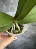 Phal. Miki Sword '420' 2.5"