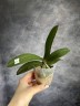 Phal. Miki Sword '420' 2.5"