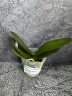 Phal. Miki Sword '420' 2.5"