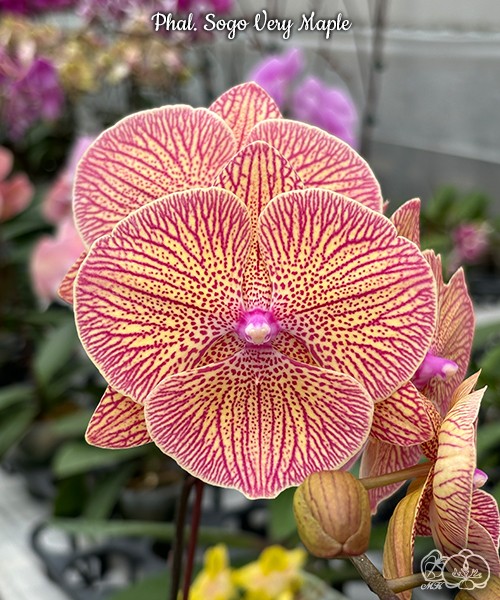 Phal. Sogo Very Maple 2.5'' УЦЕНКА (мех. повр. листиков)