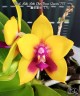 Phal. Miki Mok Choi Bear Queen '775' 2.5''