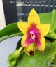 Phal. Miki Mok Choi Bear Queen '775' 2.5''
