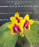 Phal. Miki Mok Choi Bear Queen '775' 2.5''