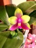 Phal. Miki Mok Choi Bear Queen '775' 2.5''