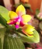 Phal. Miki Mok Choi Bear Queen '775' 2.5''