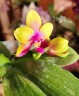 Phal. Miki Mok Choi Bear Queen '775' 2.5''