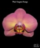 Phal. Fangmei Orange 2.5"