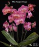 Phal. Fangmei Orange 2.5"