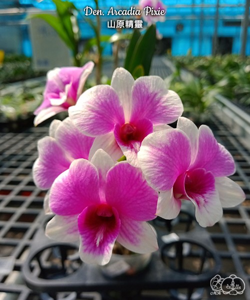 Den. Arcadia Pixie 2.8"