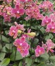 Phal. Coral '125' 2.8''