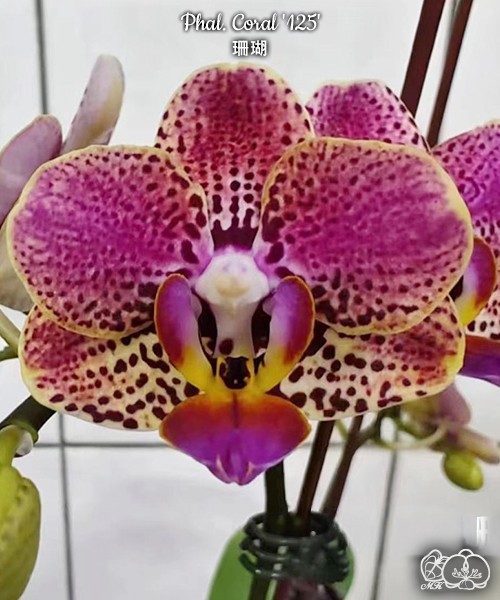 Phal. Coral '125' 2.8''
